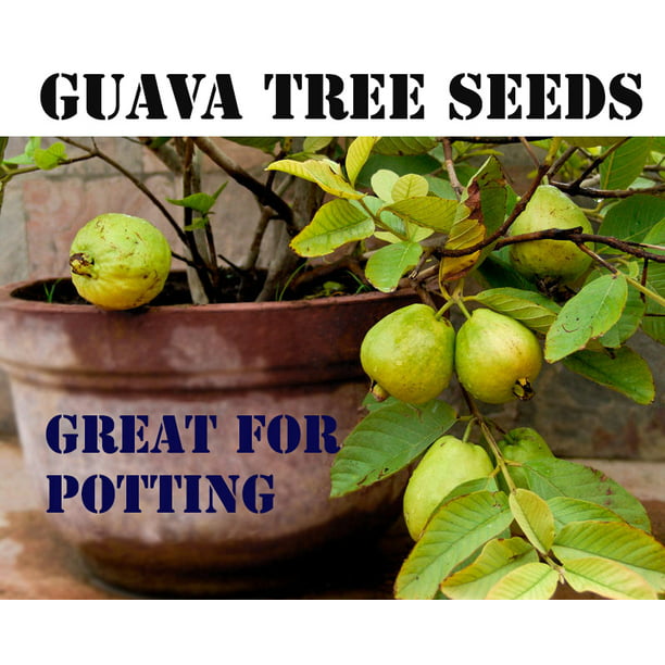 Fun to Grow Guava Seeds Rare Fruit 20 Seeds